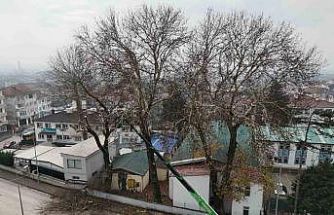 Düzce’de ağaçlara kış bakımı