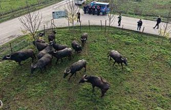 Düzce’de manda yetiştiriciliğine güçlü destek