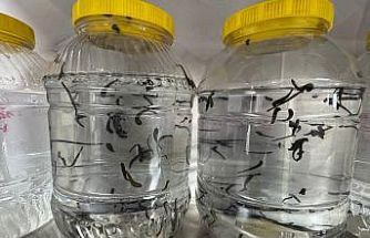 Eğirdir’de yılda 20 bin tıbbi sülük kontrollü ortamda üretiliyor