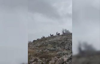 Elazığ’da yaban keçileri sürü halinde görüntülendi
