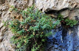 Endemik Malatya kantaronu, kimyasal olarak sarı kantarondan daha zengin çıktı