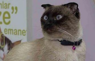 Evcil hayvan sahiplerine "mikroçip" uyarısı: Son gün 31 Aralık, taktırmayana ceza