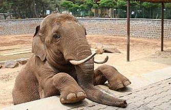 Fatma Şahin’den CHP’li Başarır’a yalanlama