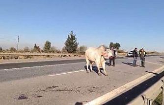 Firari anguslar uyuşturucu iğneyle tek tek avlandı