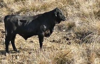 Firari angusu drone ile görüntüledi