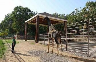 Gaziantep Doğal Yaşam Parkı’nın maskotu zürafa öldü
