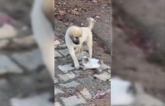 Gercüş’te yavru kedi ile yavru köpeğin sevimli kavgası kamerada