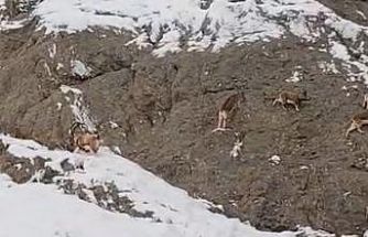 Güzeldere’nin karla kaplı yamaçlarda dağ keçileri görüntülendi