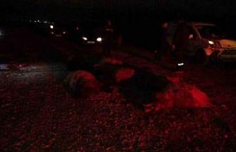 Hafif ticari araç sürüye daldı, 10’dan fazla koyun telef oldu