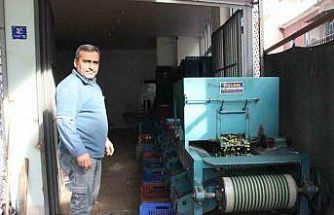 Hasat edilen zeytinler boyuna göre ayrılıyor, fiyatı kaliteyle şekilleniyor