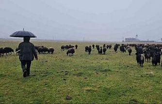 Hasköy’de sıcaklığın mevsim normalleri üzerinde olması besicileri sevindirdi