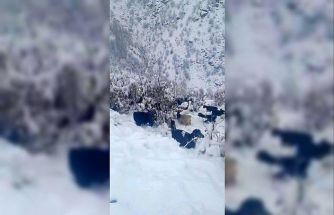 Hizan’da kar yağışı, sürüyü hazırlıksız yakaladı