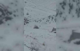 Iğdır’da aç kalan 3 vaşak köye indi