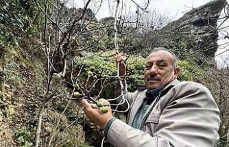 İncir ağacı Aralık ayında yeniden meyve verdi