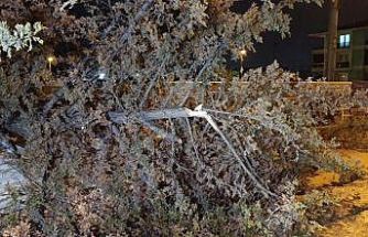 İnegöl’de rüzgarın etkisiyle ağaç devrildi