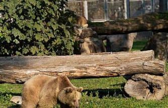 İzmir Doğal Yaşam Parkı’na siyah jaguar ve bozayı geldi