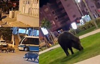 İzmir, sokaklarında domuz sürüleri ile doğal yaşam parkına döndü
