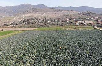İzmir’in verimli tarım arazilerinde ’yeşil altın’ hasadı