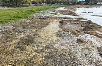 İznik Gölü kuruyor: Cargill’in yer altı sularından yılda 1 milyon metreküpten fazla su çektiği ileri sürülüyor