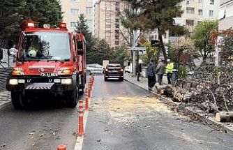 Kadıköy’de yola devrilen ağaç paniğe neden oldu