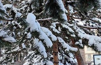 Kar yağışının ardından ağaçlarda kartpostallık görüntü