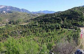 Kara tablo, 6 yılda yeşil örtüye dönüştü