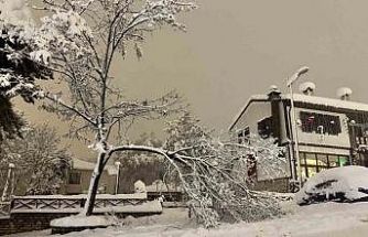 Karabük’te kar ağırlığına dayanamayan çok sayıda ağacın dalların kırıldı