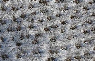 Karadeniz’deki kar yağışı, fındık ve diğer tarım ürünlerine yaradı