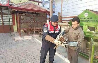 Karaman’da yaralı bulunan kızıl şahin koruma altına alındı