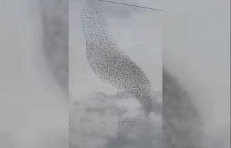 Karapınar’da sığırcık kuşları görsel şölen oluşturdu