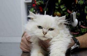 Kedide dünyada görülmemiş anomali: Başarılı operasyonla sağlığına kavuştu