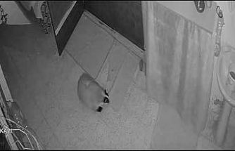 Kedilerinin mamasına dadanan porsuk için evine alarm sistemi kurdu