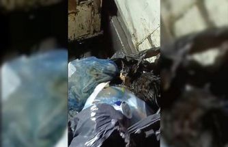 Kediyi poşete koyup çöpe attılar