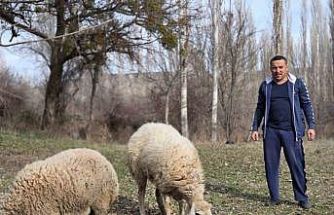Kesmek için aldığı koyunlara şimdi antrenörlük yapıyor