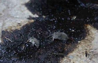 Kilis’te hijyen şartlarına aykırı üretim yapan işletmeye 105 bin TL ceza