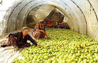 Kırağı vurdu, gök domates seraya taşındı