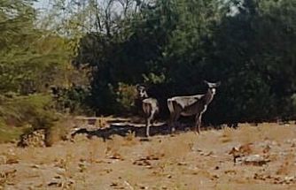 Kızıl geyikler aylar sonra Spil Dağı’nda yeniden görüntülendi