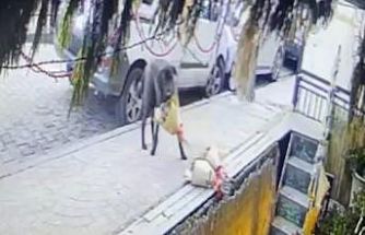 Kokina hırsızı sevimli köpek kameraya yakalandı
