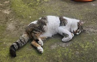 Korkuluğa saplanan kediyi itfaiyeciler kurtardı