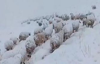 Koyun sürüsünün kar altında zorlu yolculuğu