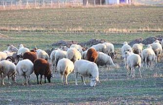 Koyunlar bu kışı kırda otlayarak geçiriyor