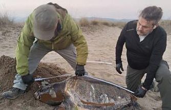Kuşadası’nda son bir haftada 3 deniz kaplumbağası ölü bulundu