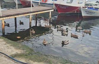 Limanın maskotu ördekler