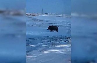 Mahalleye yakın bir noktada domuz görüldü
