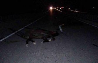 Malatya’da feci olay: Milyonluk taylar karayolunda telef oldu