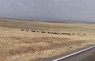 Malazgirt’te domuz sürüsü görüntülendi