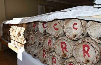 Misafir odasını bal arılarına ayırdı