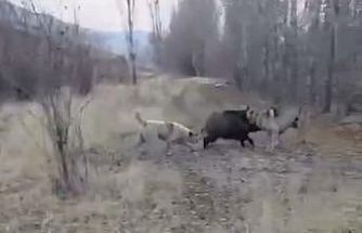 Muş’ta yaban domuzu ile çoban köpeklerinin kovalamacası kamerada