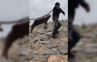 Nehirde yakalanan 60 kiloluk dev turna balığını, çam sırığına bağlayıp taşıdılar