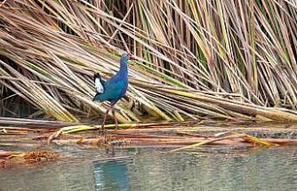 Nesli tehlikedeki ’saz horozu’ Göksu Deltası’nda görüntülendi